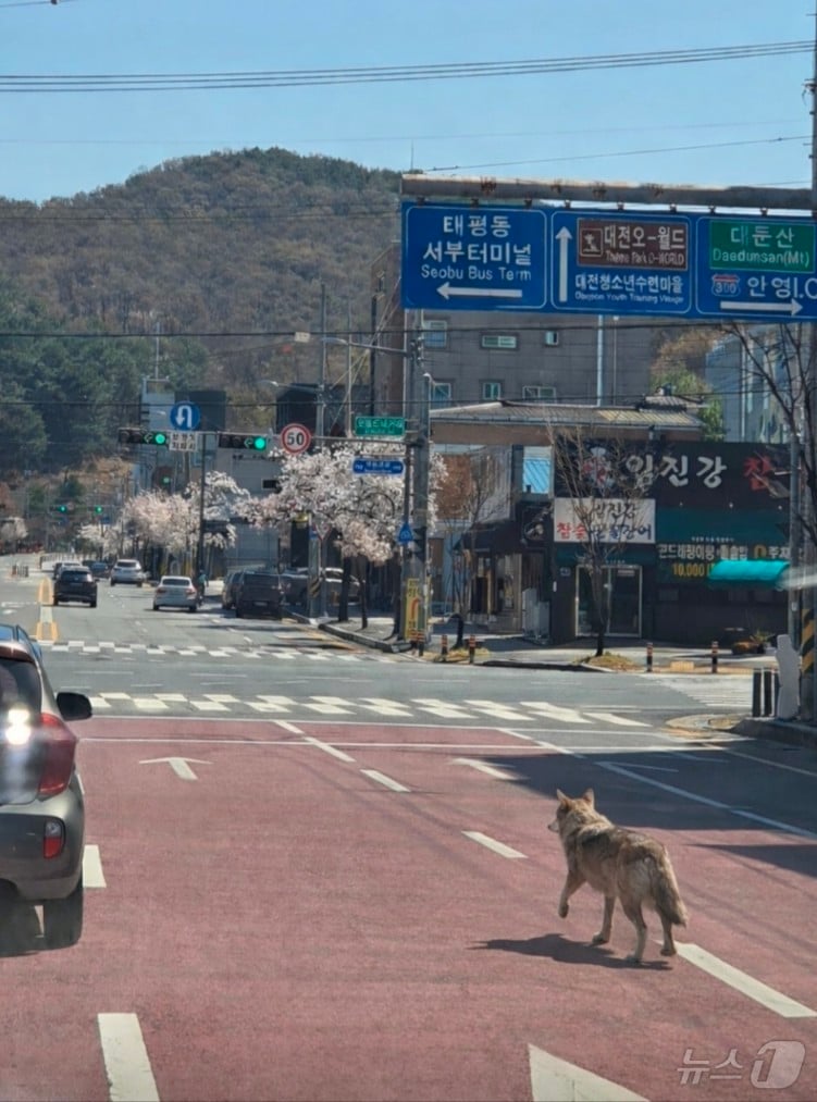 [잡담] 오늘 대전에서 도망친 늑대 | 인스티즈