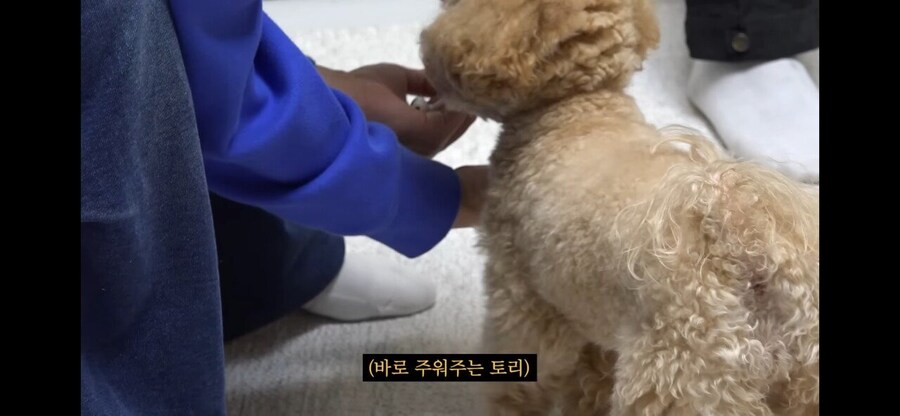 강형욱도 현타 올 정도의 반려견 훈련.jpg_6.jpg