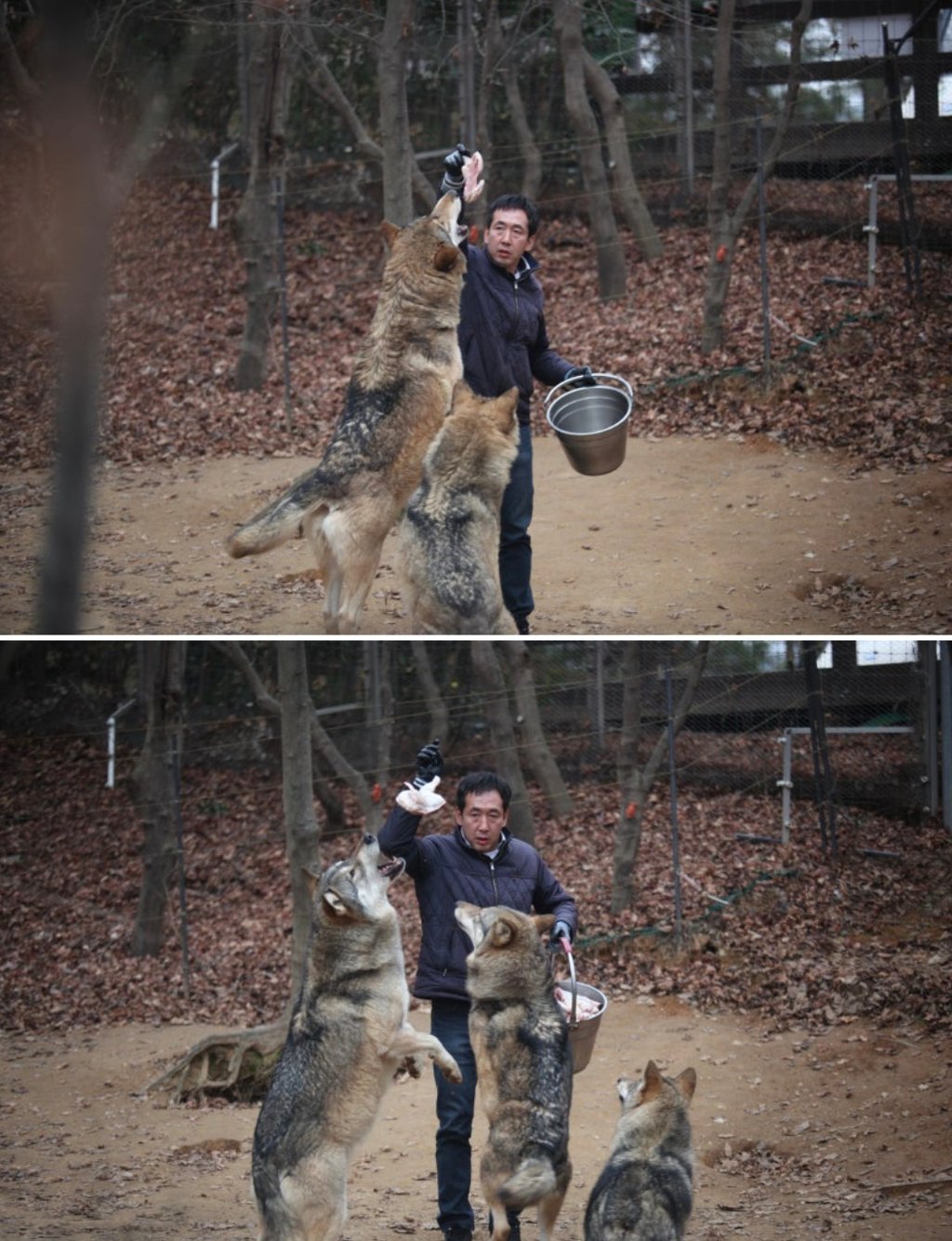대전 오월드 늑대들 평소 모습 | 인스티즈