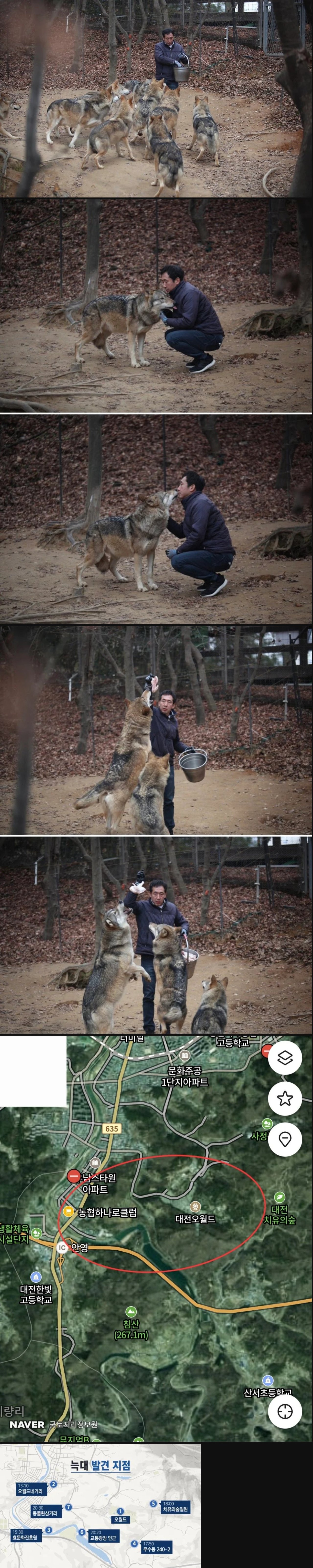 대전 탈출한 늑대 평소 모습이래