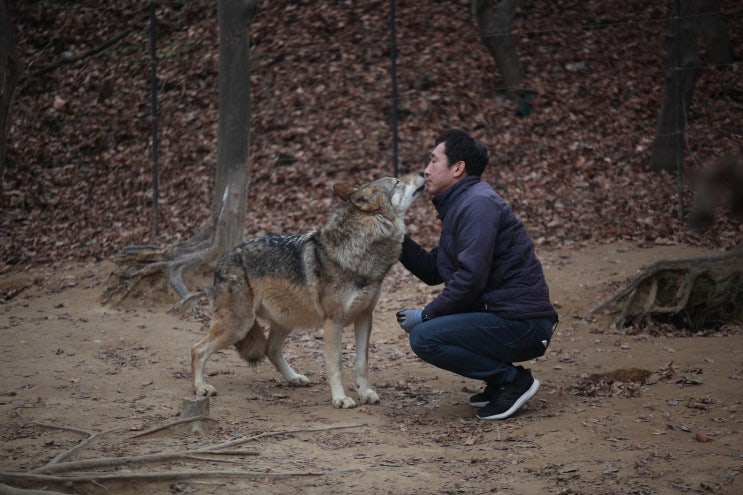 대전 오월드 늑대들 평소 모습 | 인스티즈