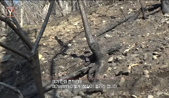 이번에 불다람쥐가 새롭게 불태운 우리 산간 면적 | 인스티즈