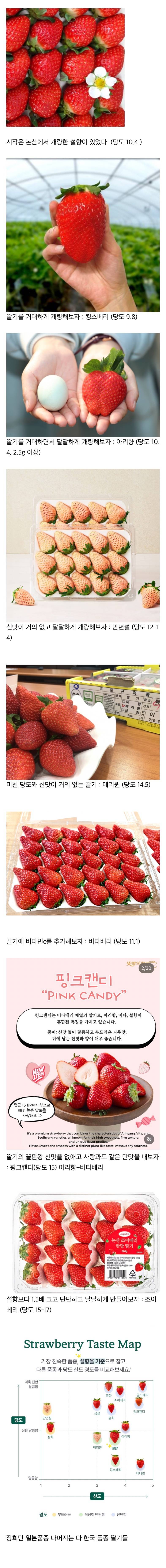 현재 일본이 𝙅𝙊𝙉𝙉𝘼 질투중인 한국 딸기..JPG 🍓 | 인스티즈
