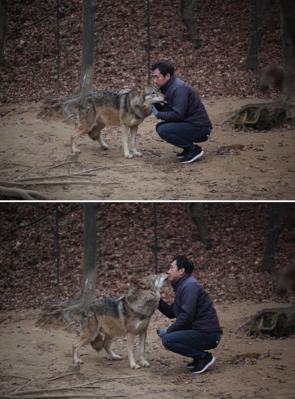 대전 오월드 늑대들 평소 모습 | 인스티즈