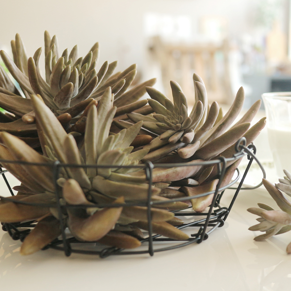 좋아하는 사람은 환장해서 먹는 우리나라 희귀 식재료 | 인스티즈