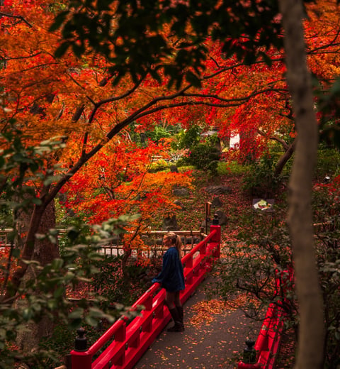 Aventura en Tokyo y Kyoto — 3
