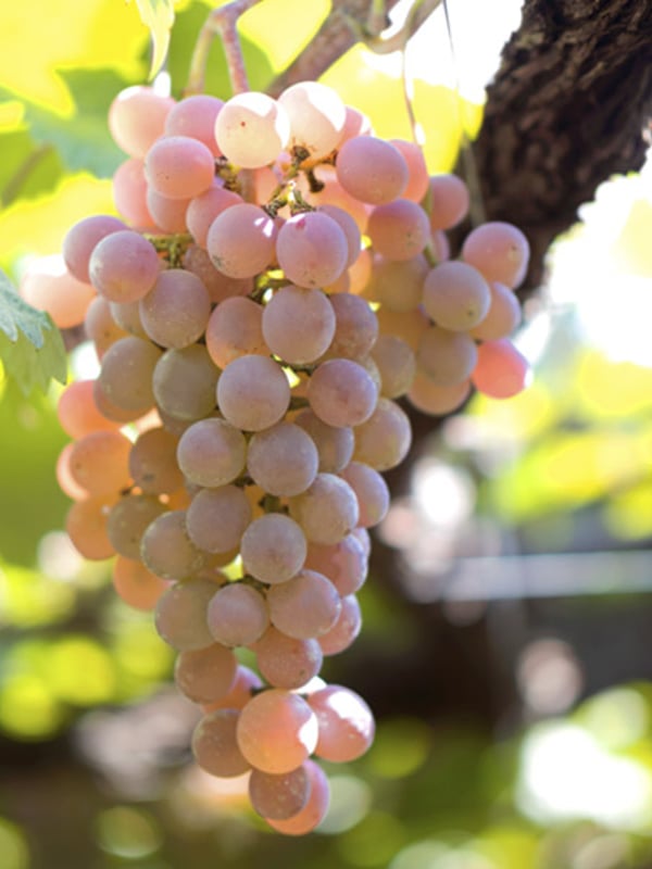 Yamanashi Winery Hopping & Local Experiences