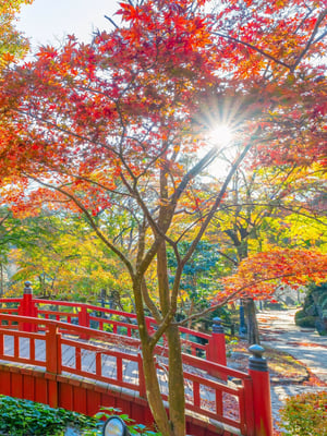 1770990227-atami-plum-garden.jpg