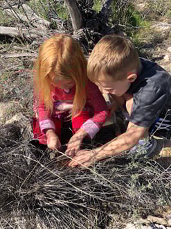 IMG_5968.jpeg from 32.429925, -110.894797