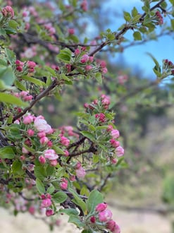 IMG_9012.jpg