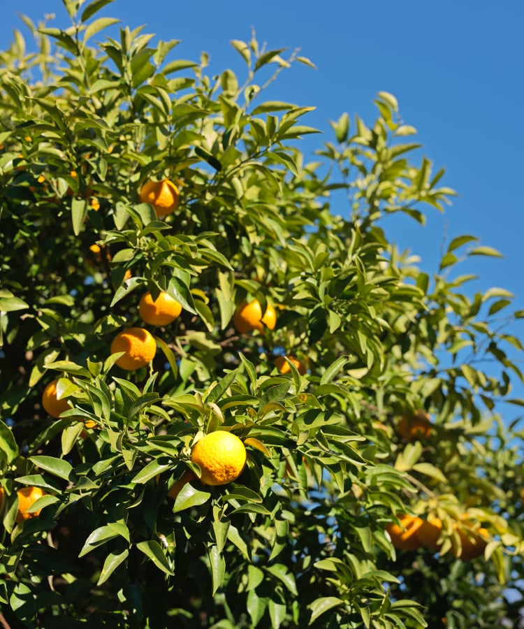 青空にみかんが実る柑橘の木