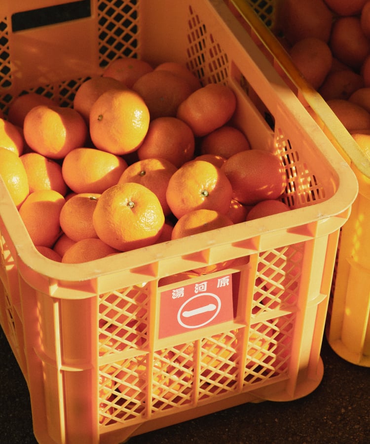 コンテナに詰められた出荷用みかん