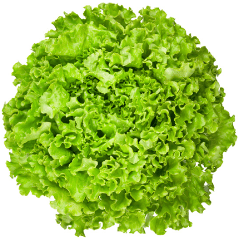 Green Lolas