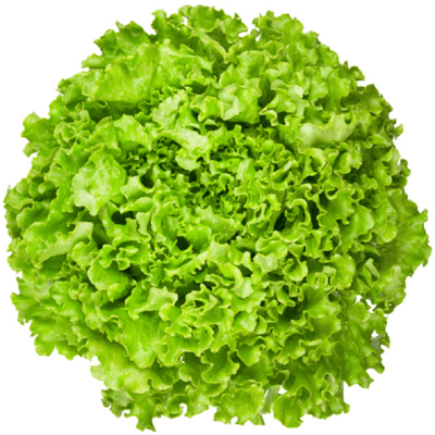 Green Lolas
