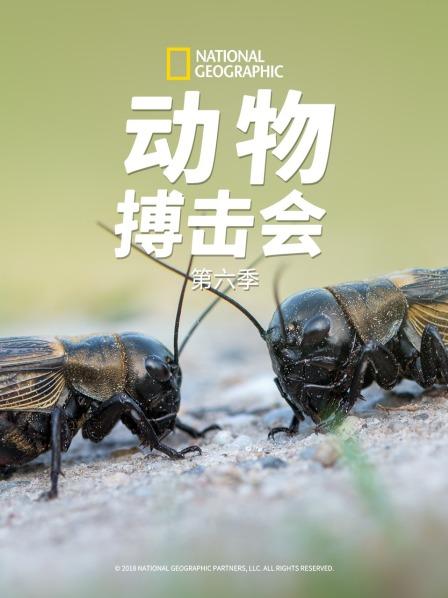 动物搏击会 第六季