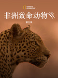 非洲致命动物 第四季