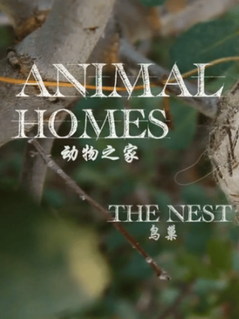 动物之家 天生的工程师