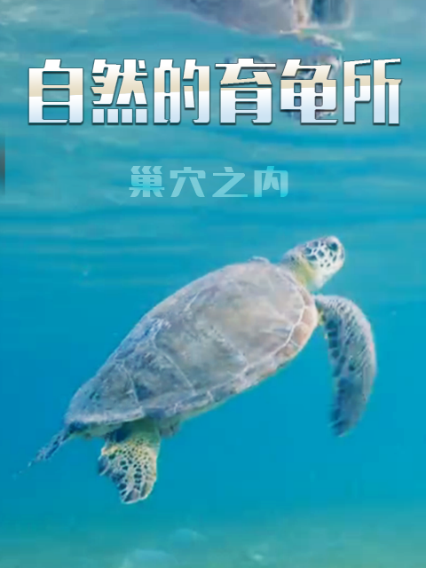 自然的育龟所 巢穴之内