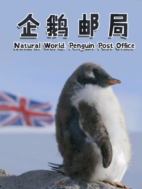 企鹅邮局