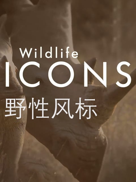 野性风标 第一季