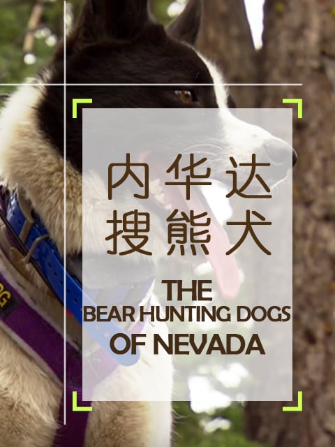 内华达搜熊犬