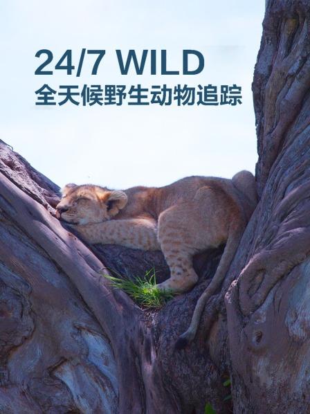 全天候野生动物追踪