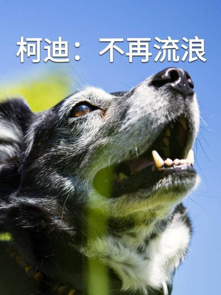 柯迪：不再流浪