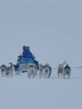 雪橇犬英文版