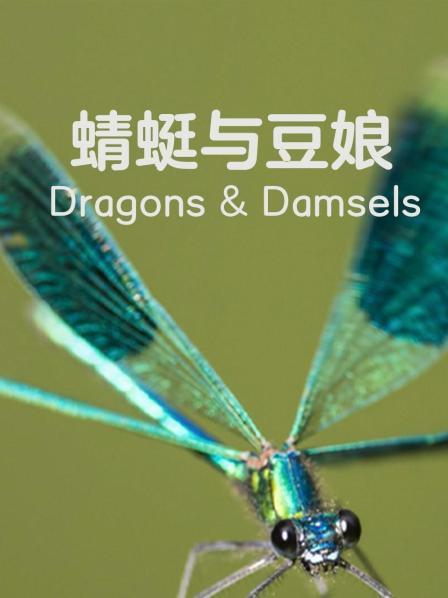 蜻蜓与豆娘
