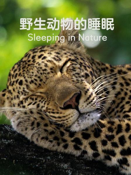 野生动物的睡眠