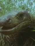 狂野星球