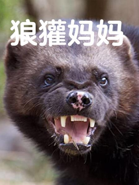 狼獾妈妈