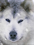 雪橇犬