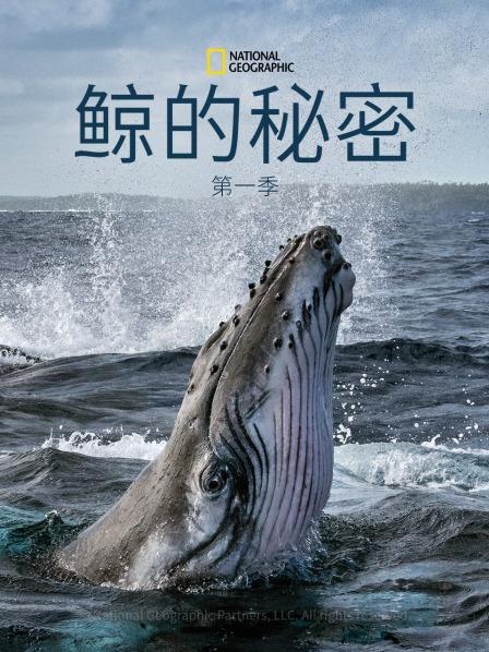 鲸的秘密 第一季
