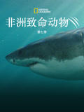非洲致命动物 第七季