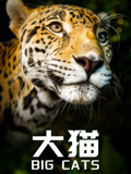 大猫中文版