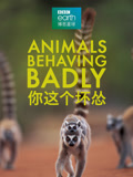 你这个坏怂中文版