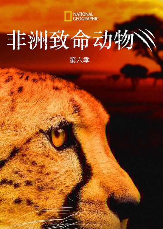 非洲致命动物 第6季