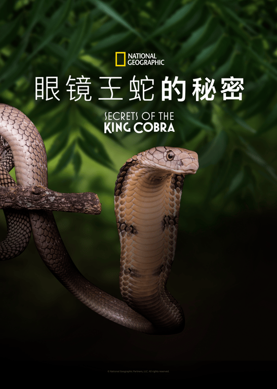 眼镜王蛇之谜