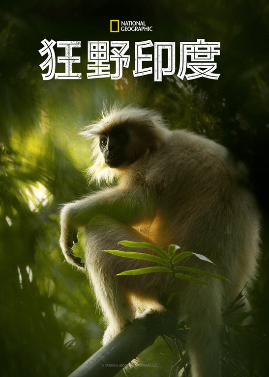 狂野印度
