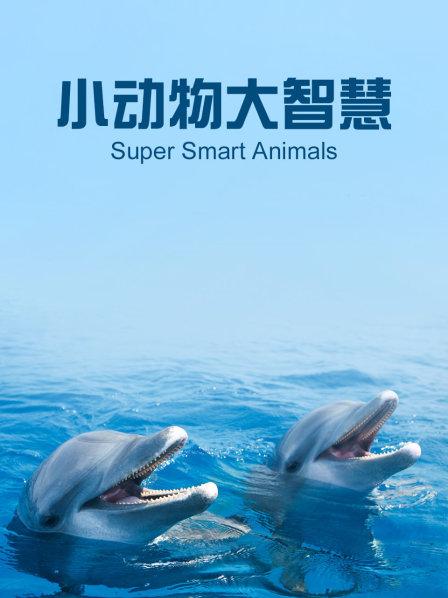 小动物大智慧