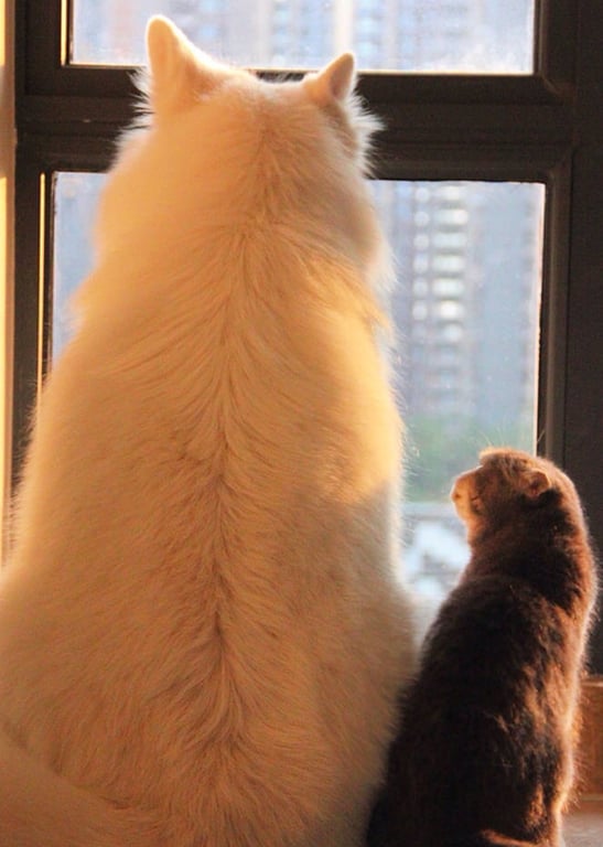 猫猫狗狗