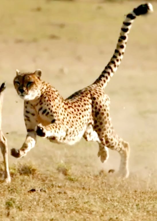 动物世界的那些事！