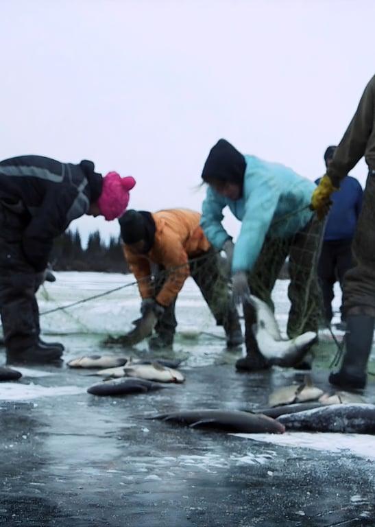 零度以下的生活