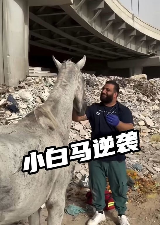 童话猪的动物故事