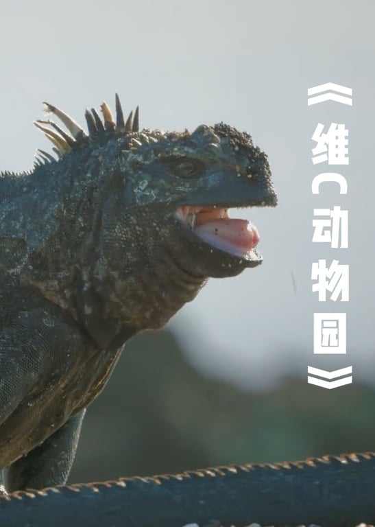 《维C动物园》