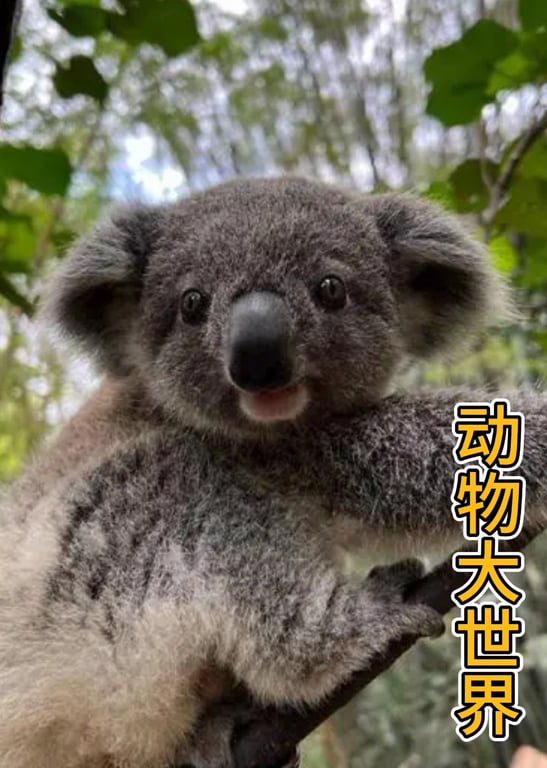 动物大世界