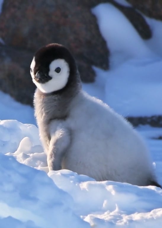 神奇动物在这里