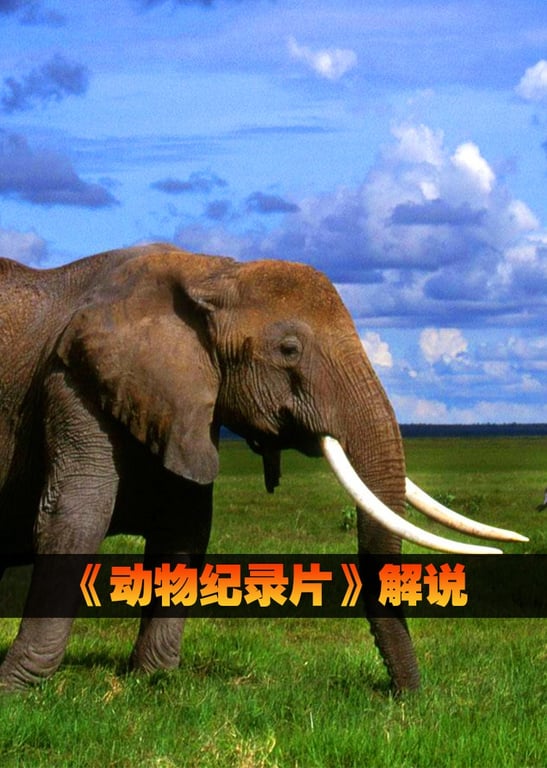 《动物纪录片》解说