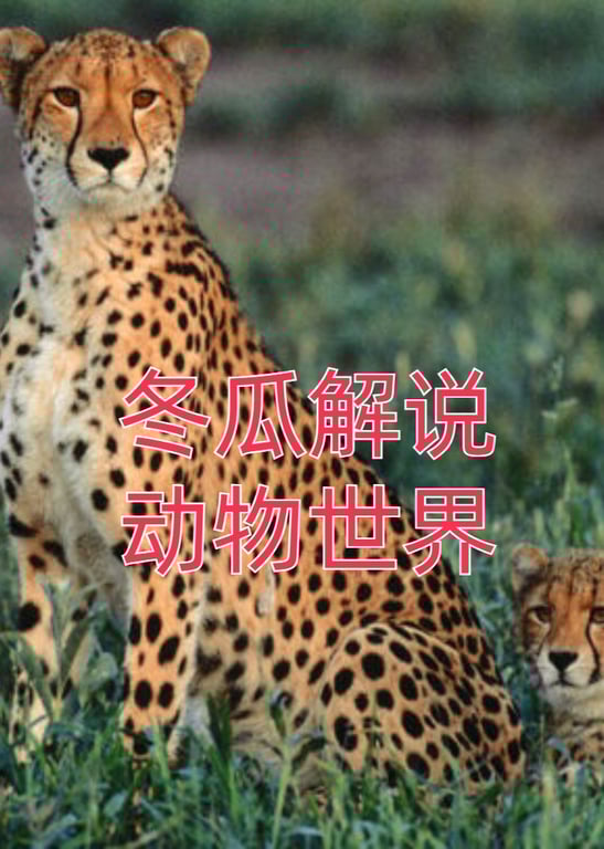 冬瓜解说动物世界